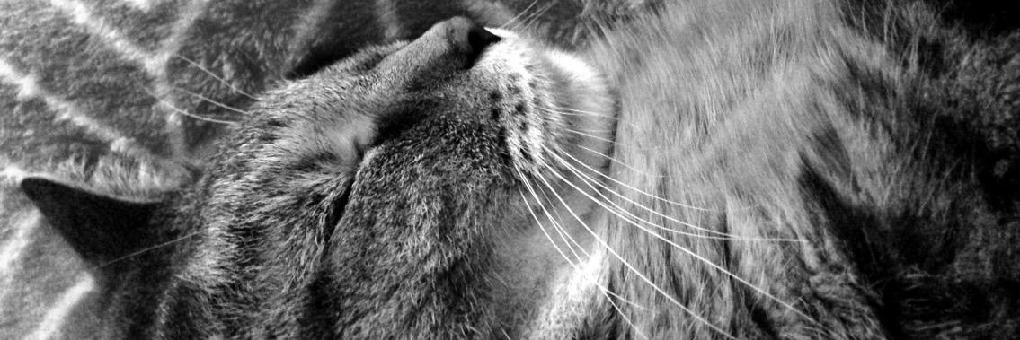 FornerLauren's profile banner image