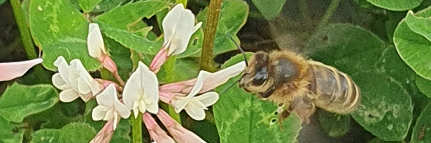 John Bee - Amateur Apiarist banner