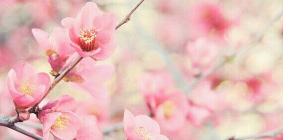 IsabellaCupido's profile banner image