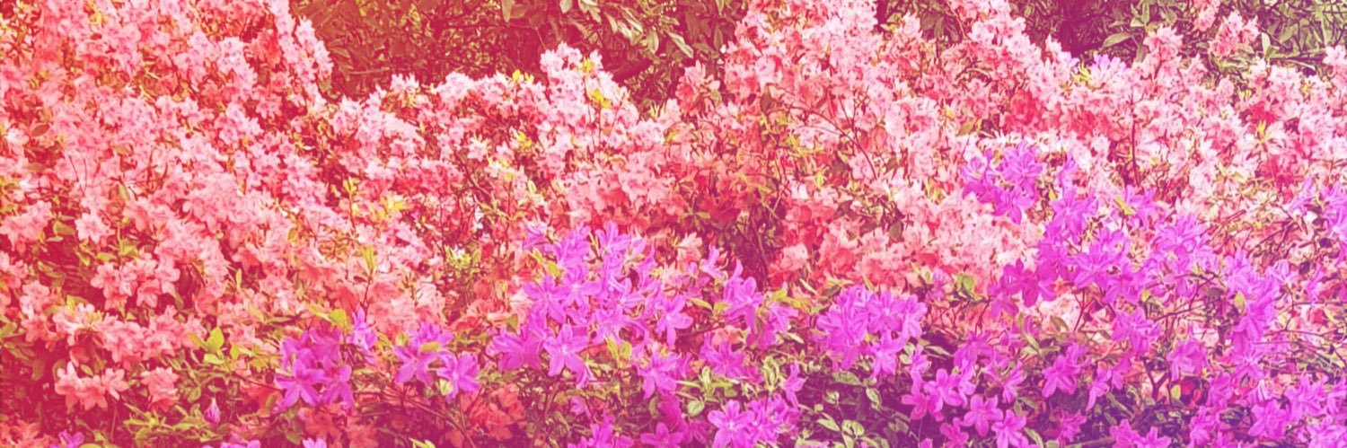 heydimples's profile banner image