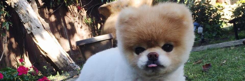 buiuzitus's profile banner image