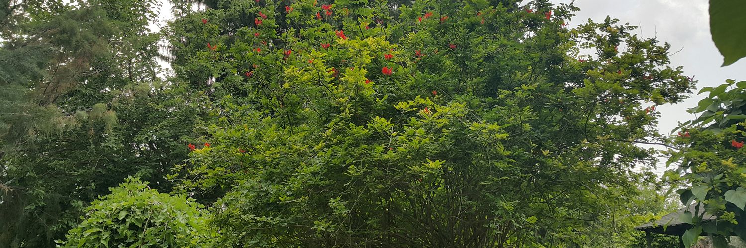 ormeciVEDAT's profile banner image