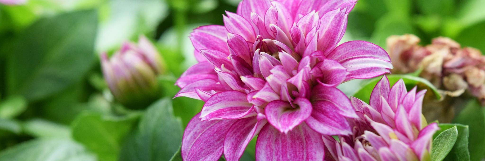 SWGardenCenter's profile banner image