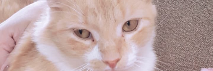 dudcastro_'s profile banner image
