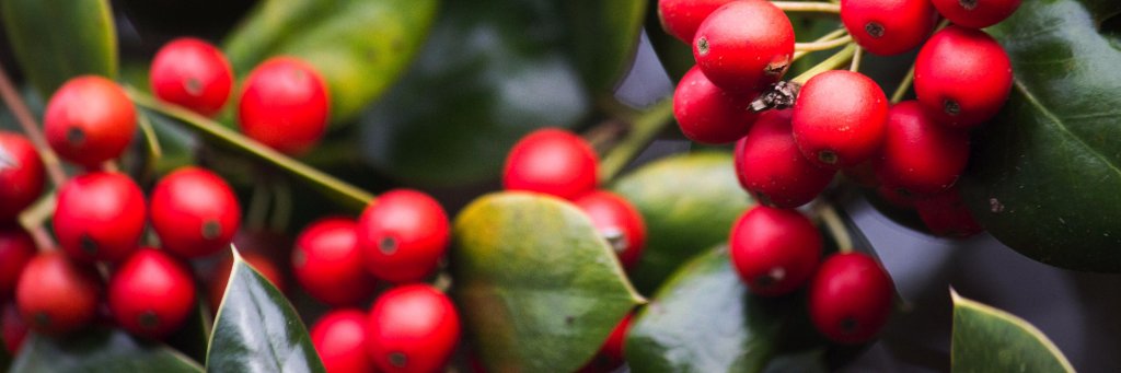 Kenya Brand Coffee banner