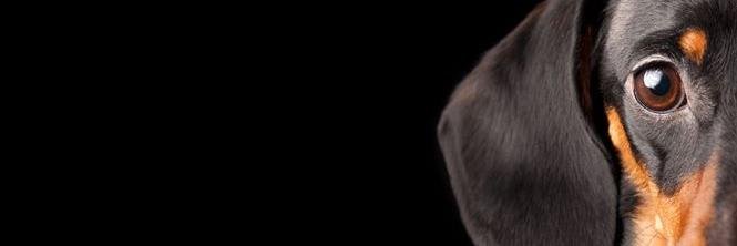 mojpies_com's profile banner image