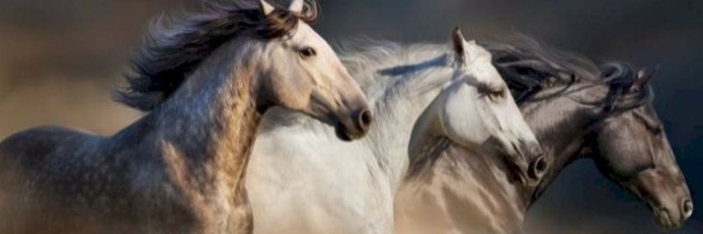 almugiry's profile banner image