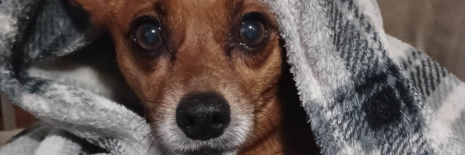 DubeScoops's profile banner image