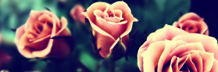 MirandaOToole's profile banner image