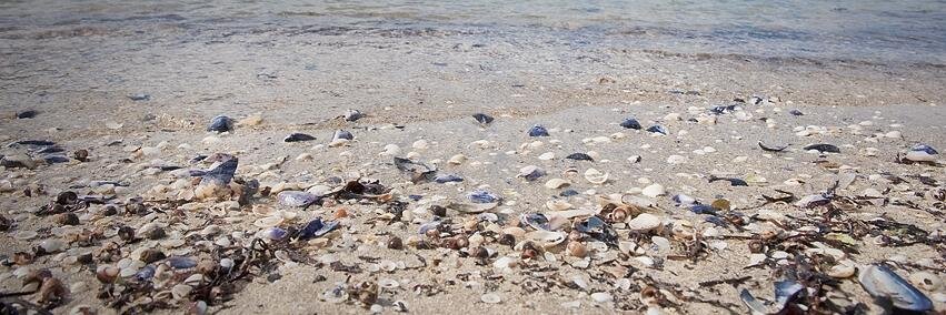 Susanne Viker banner