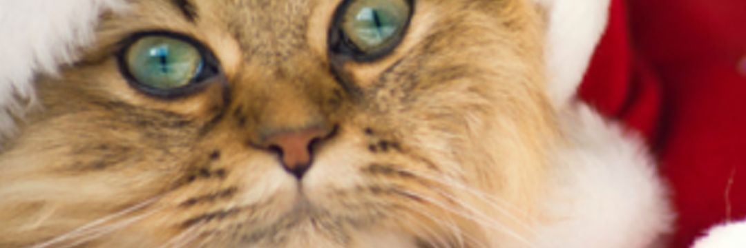 allyxonp's profile banner image