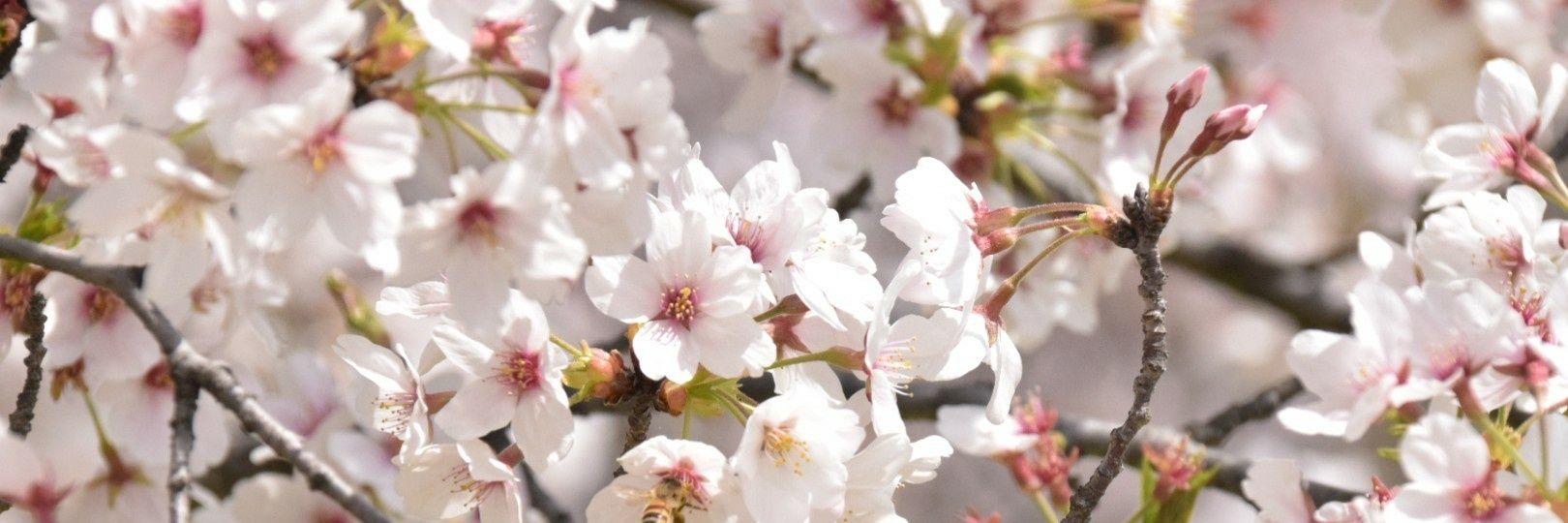 tamaco_usagi's profile banner image