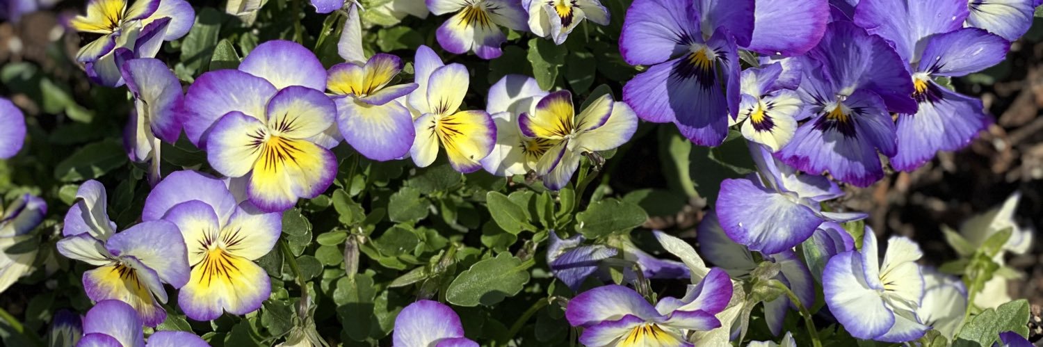 Kelly Bellar 🐱🐶 banner