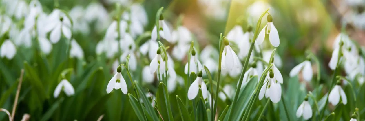 SG (personal) banner