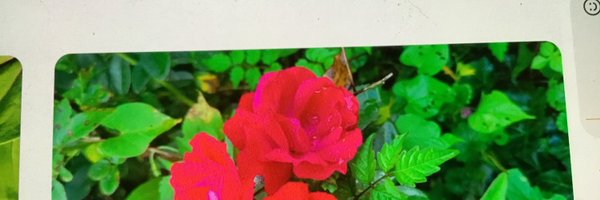 DianeRoper Profile Banner