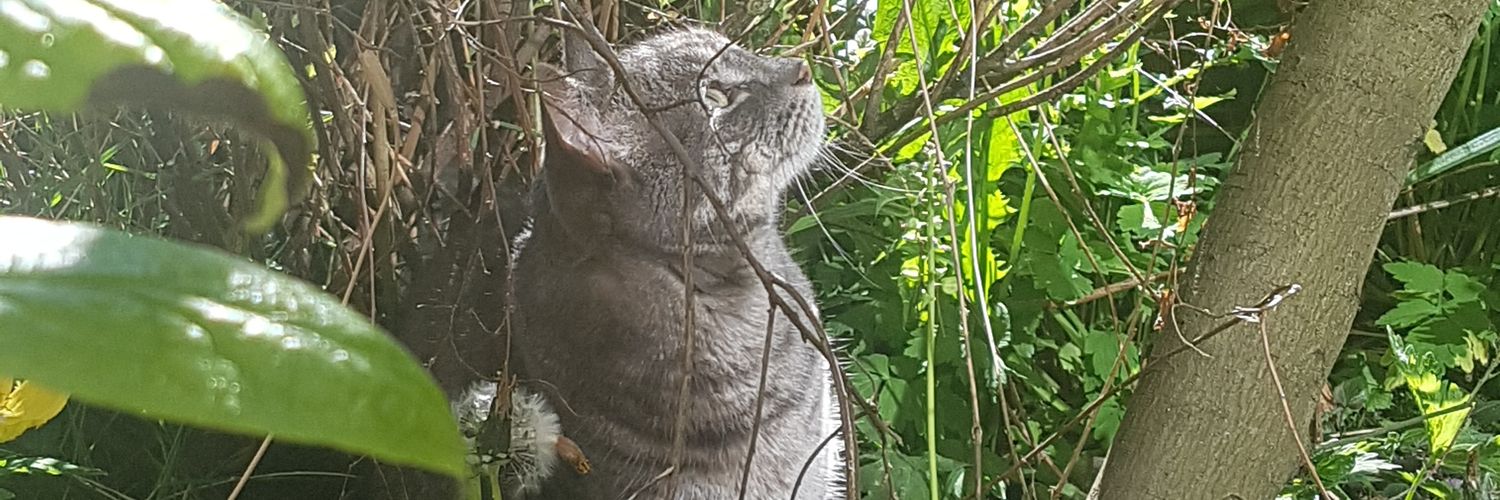 fipunchard's profile banner image