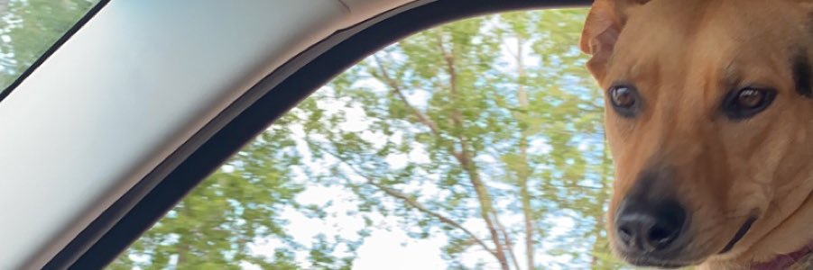 dcritelli7's profile banner image