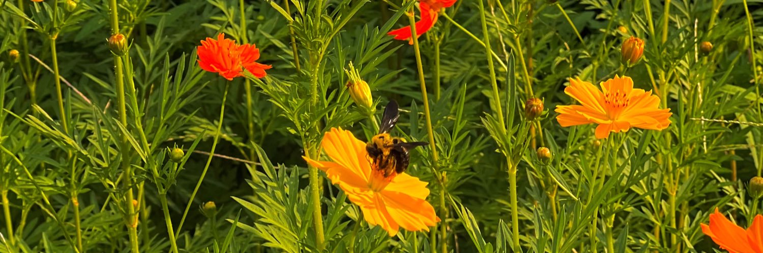 04beesbrown's profile banner image