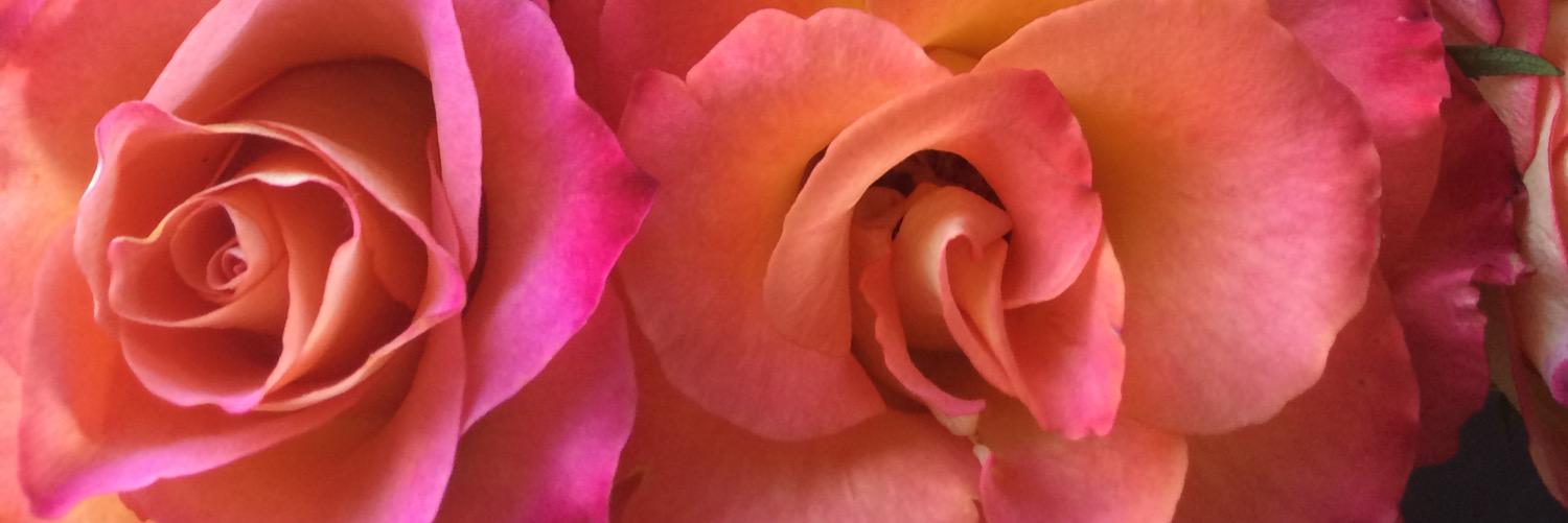 laura_johnston's profile banner image