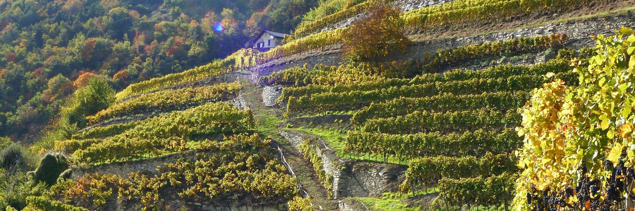 Rhoneblut's profile banner image