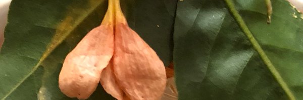 bigfish009 Profile Banner