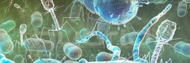 Paulo P. Amaral banner