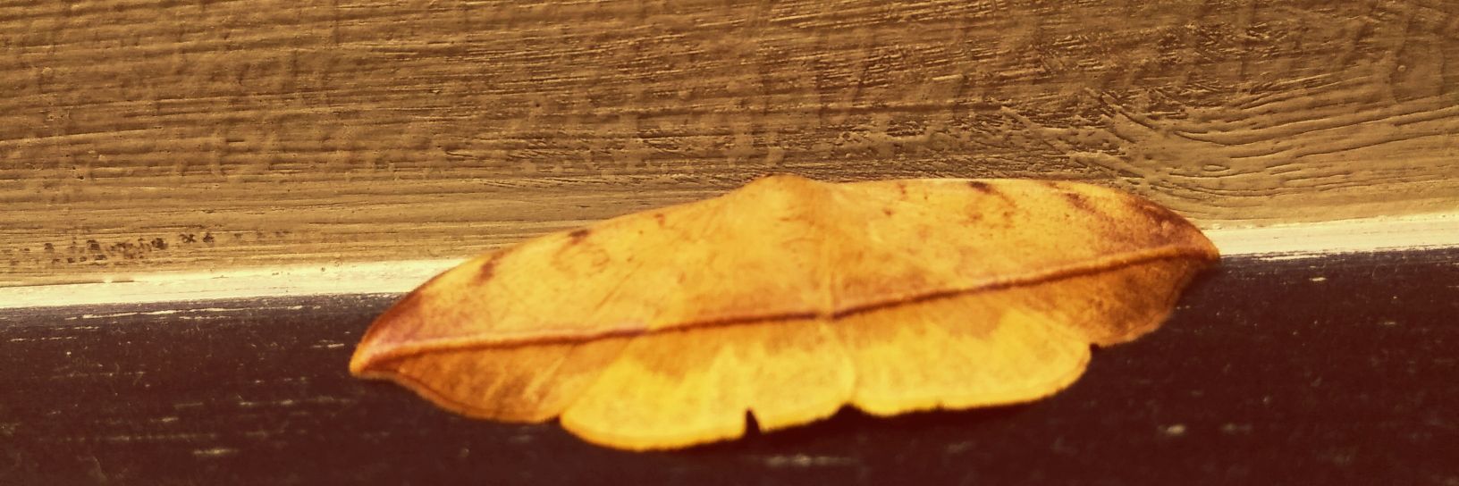 anjanleo's profile banner image