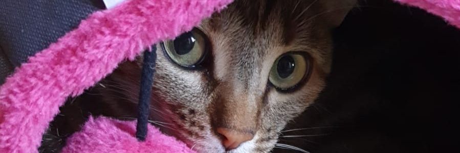 UranoRebel's profile banner image