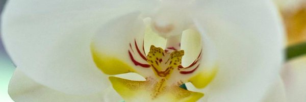 ambroevents Profile Banner