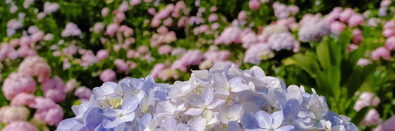 monicabethari's profile banner image