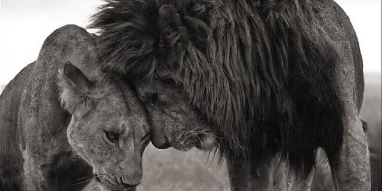 MrLegall's profile banner image