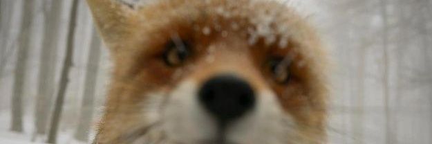 (dis) Aster 🦊✨'s banner