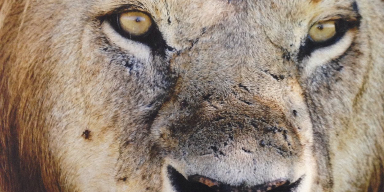 RalphQuintal's profile banner image