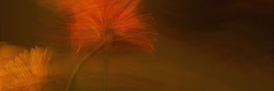 Priscilla Carrillo Gutiérrez banner