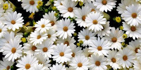 nadine_bohn's profile banner image