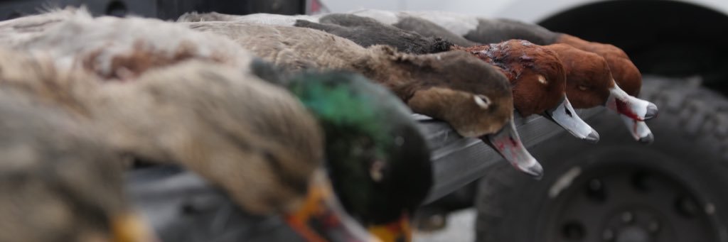 Webbwhit's profile banner image