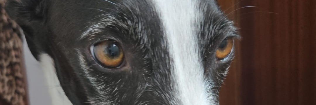 dani_cs93's profile banner image