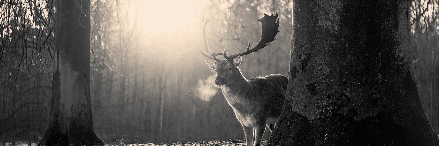 cjunsheng's profile banner image