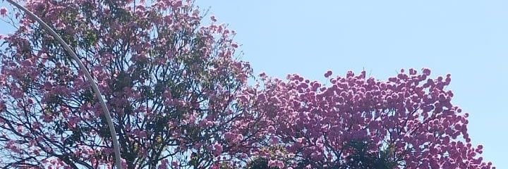 Paola EpisteMÁGICA ✨ banner