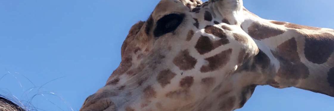 jennaacaputo's profile banner image