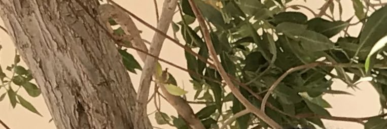 Mustaf 🛑 banner