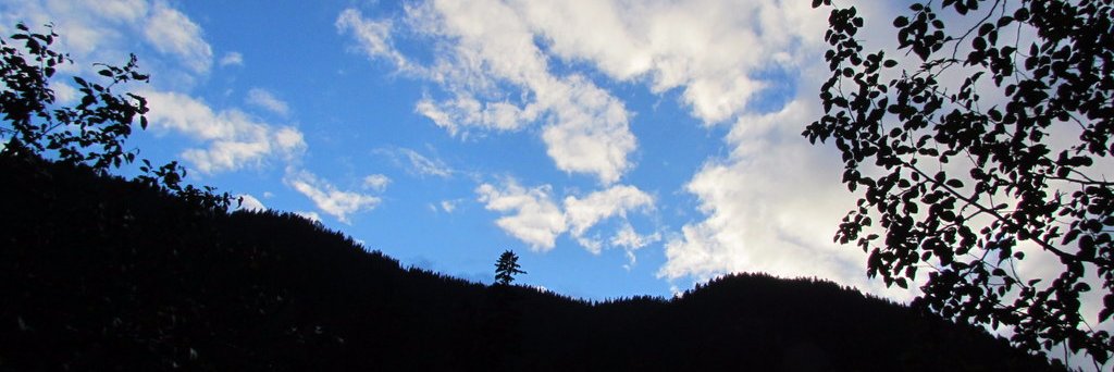 dipiteedoo banner