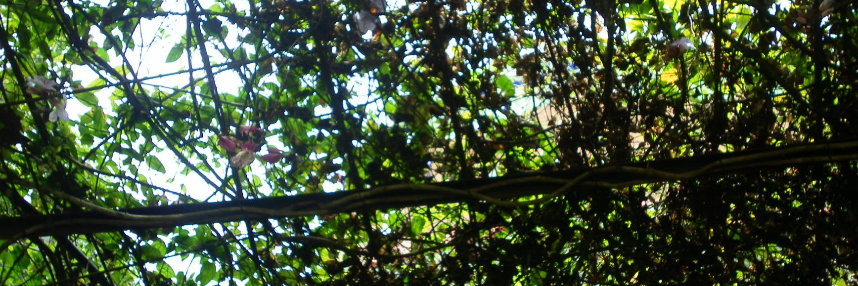 yashalrak's profile banner image