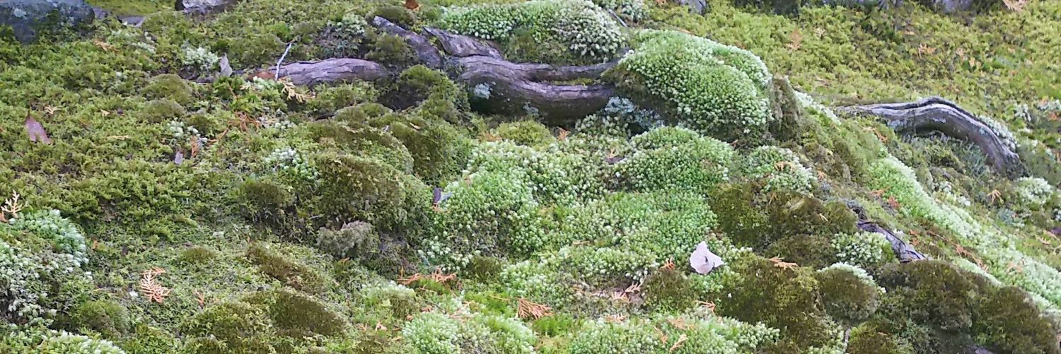 hiryoda's profile banner image