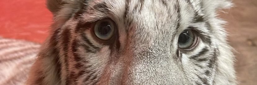 adotp21's profile banner image