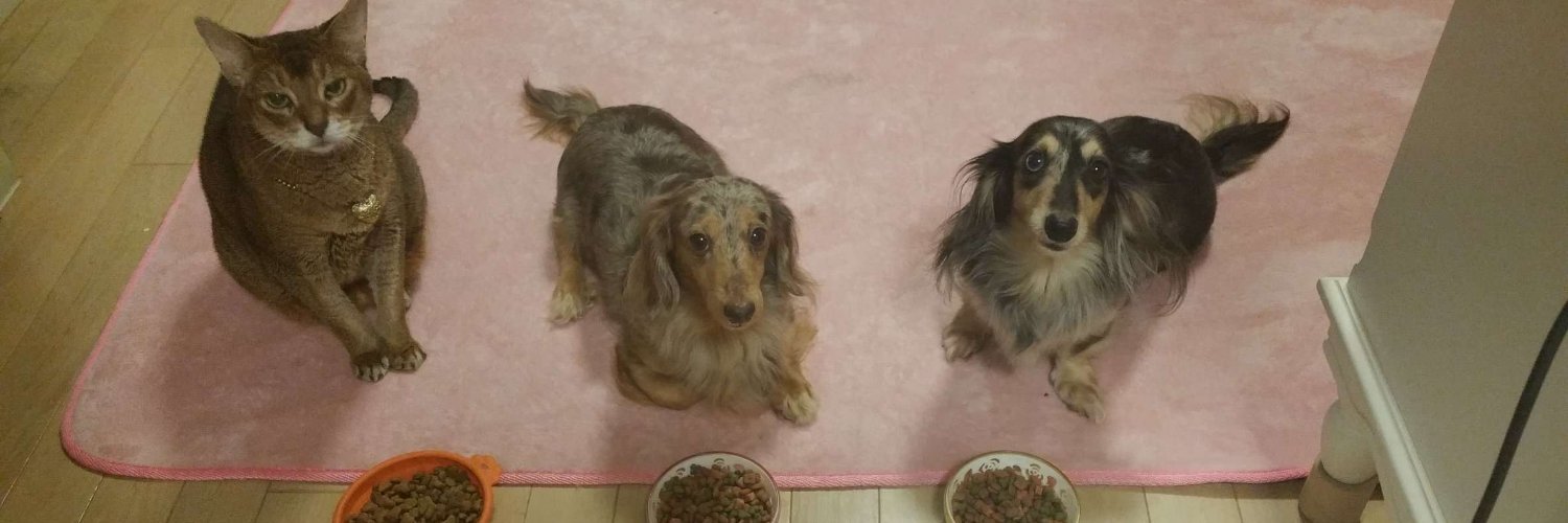 ♡ai_chai♡ （あいちゃい） banner