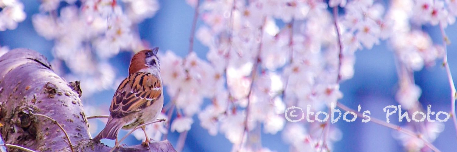 tobokdn's profile banner image