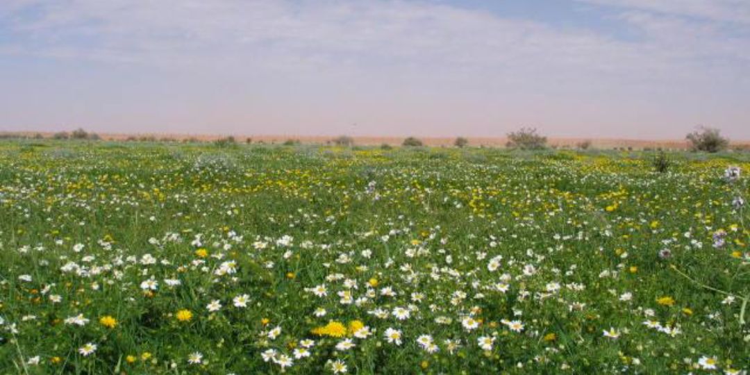 N_R_ALHAMMAD's profile banner image