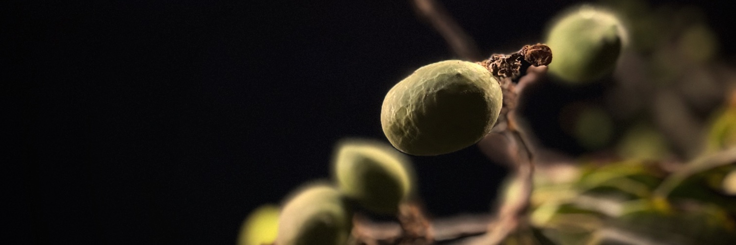 chripolo's profile banner image