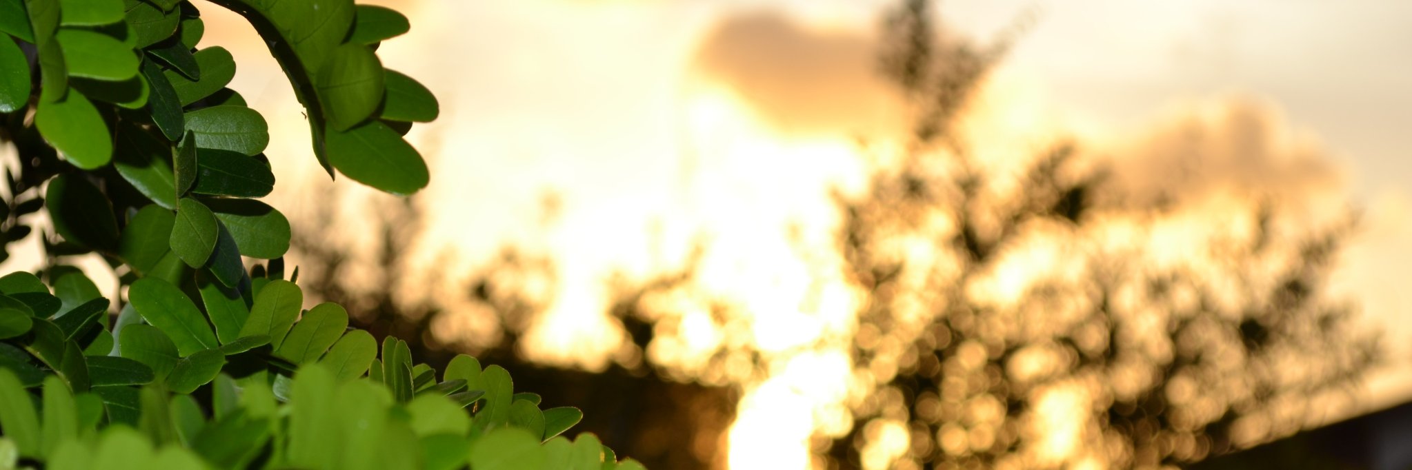 michelleariany's profile banner image